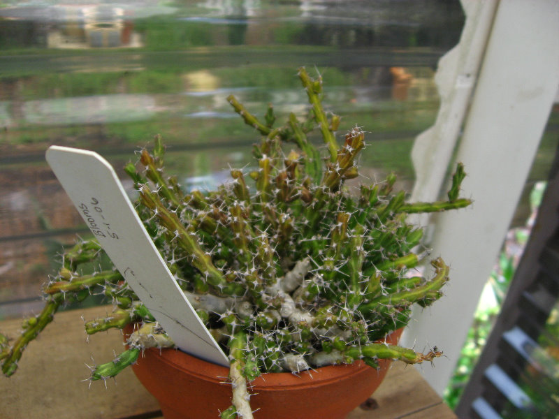 USF-Botanical-Gardens-Tampa-FL-022