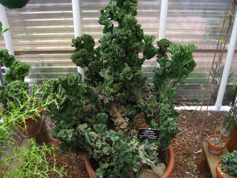 USF-Botanical-Gardens-Tampa-FL-024