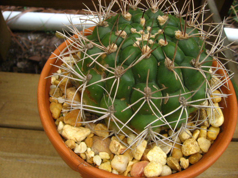 USF-Botanical-Gardens-Tampa-FL-025