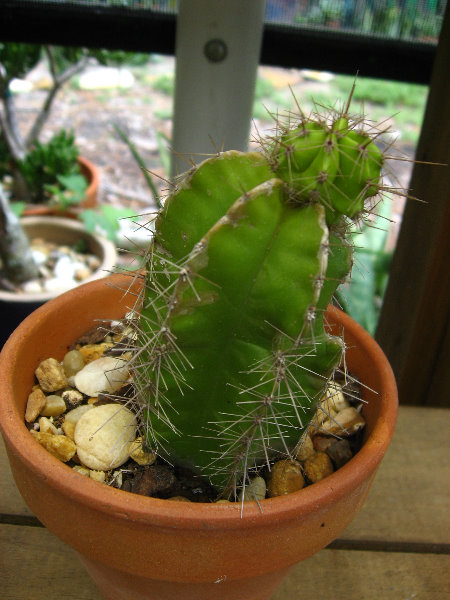 USF-Botanical-Gardens-Tampa-FL-026