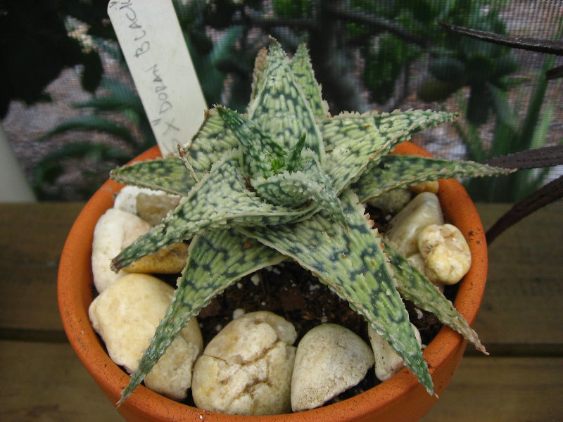 USF-Botanical-Gardens-Tampa-FL-027