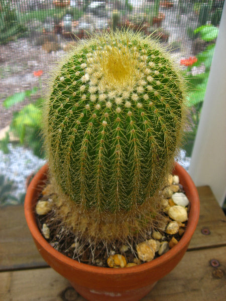 USF-Botanical-Gardens-Tampa-FL-029