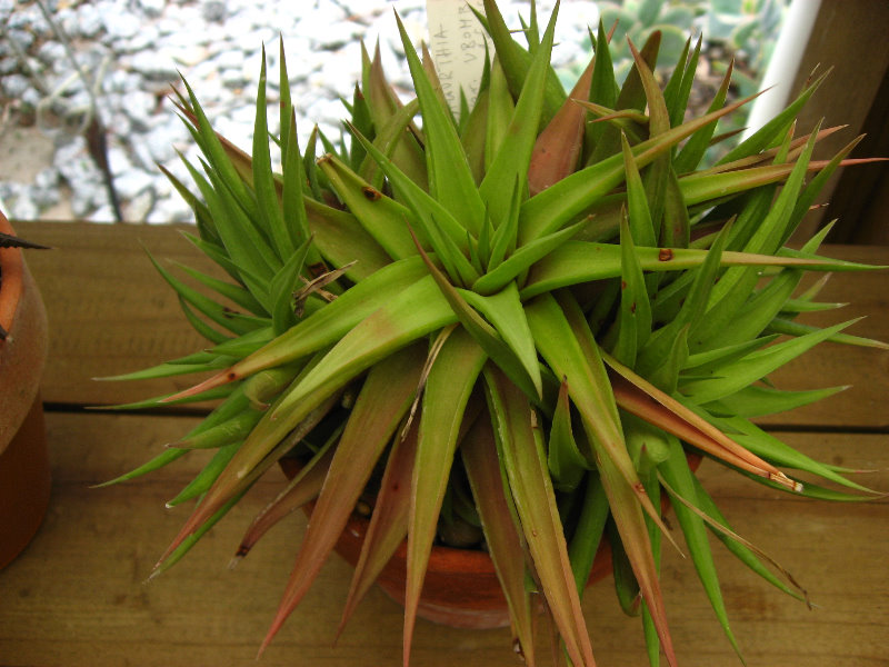 USF-Botanical-Gardens-Tampa-FL-030