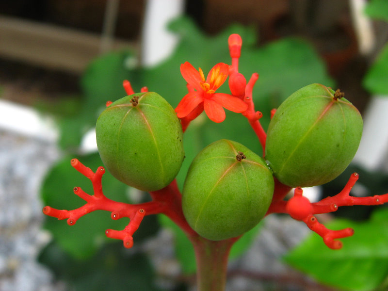 USF-Botanical-Gardens-Tampa-FL-032