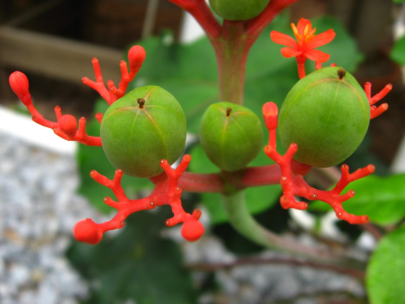 USF-Botanical-Gardens-Tampa-FL-033