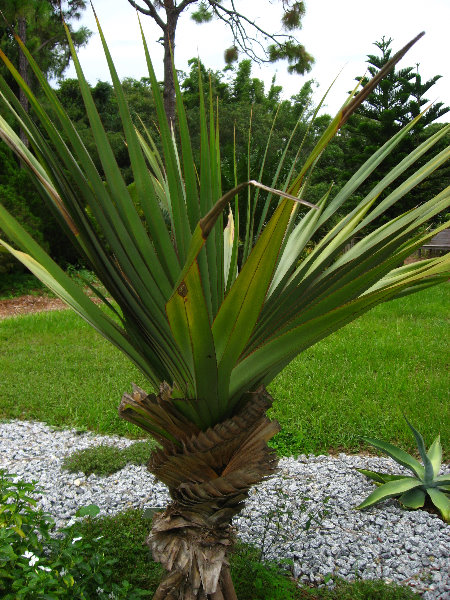 USF-Botanical-Gardens-Tampa-FL-040