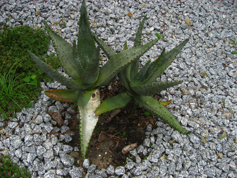 USF-Botanical-Gardens-Tampa-FL-041