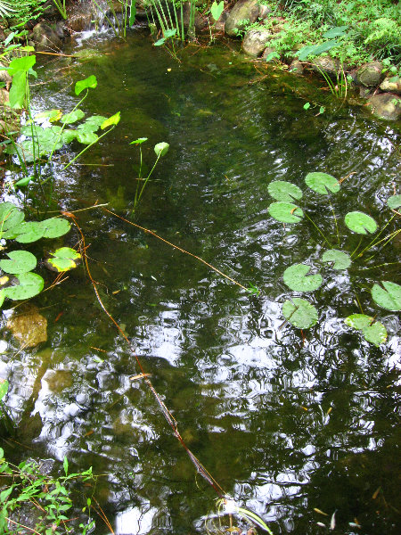 USF-Botanical-Gardens-Tampa-FL-047