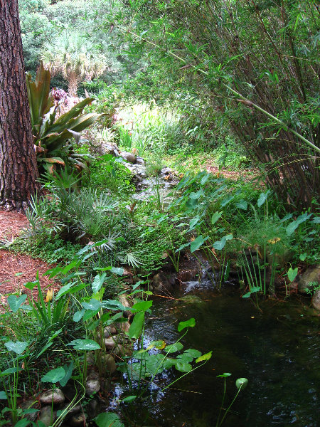 Usf Botanical Gardens Tampa Fl 048