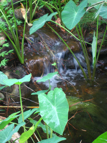 USF-Botanical-Gardens-Tampa-FL-049