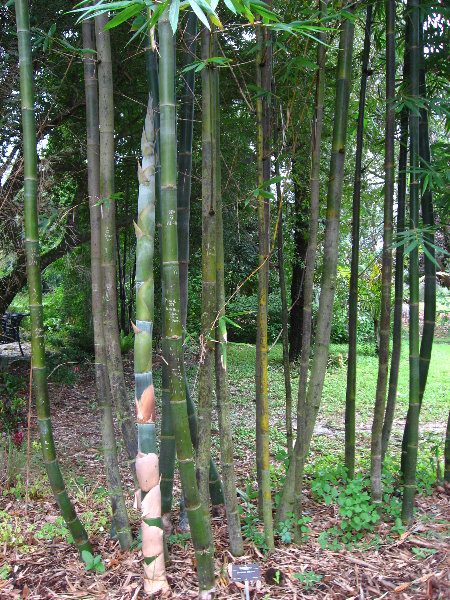 USF-Botanical-Gardens-Tampa-FL-052