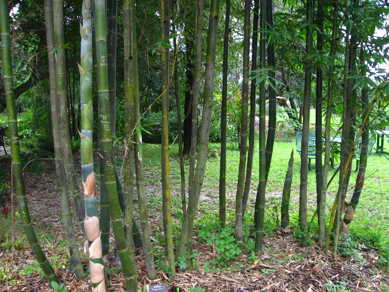 USF-Botanical-Gardens-Tampa-FL-053