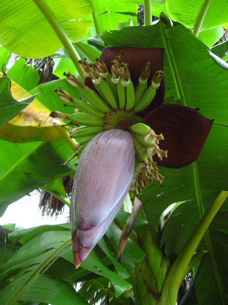 USF-Botanical-Gardens-Tampa-FL-055