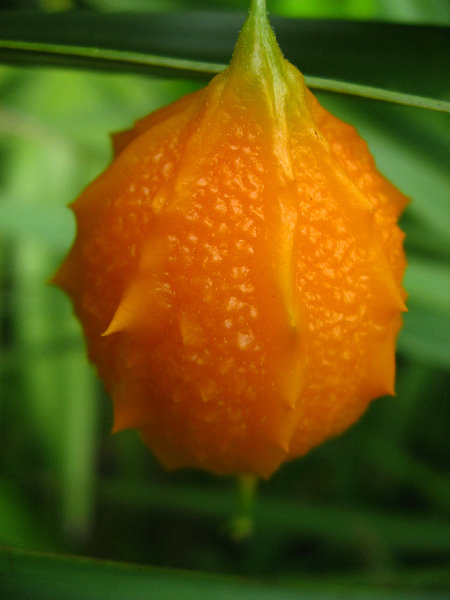 USF-Botanical-Gardens-Tampa-FL-056