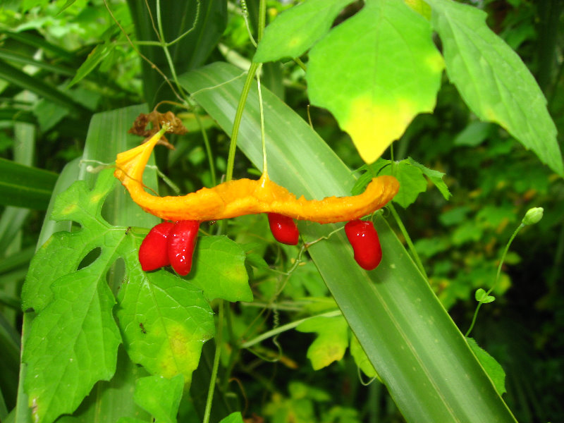 USF-Botanical-Gardens-Tampa-FL-057