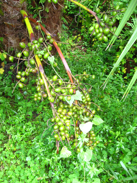 USF-Botanical-Gardens-Tampa-FL-058