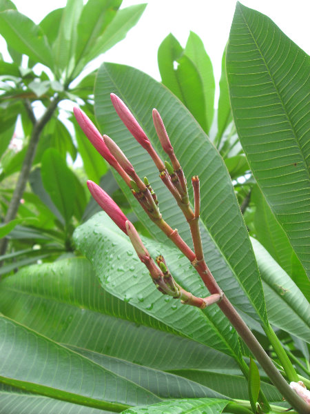 USF-Botanical-Gardens-Tampa-FL-059