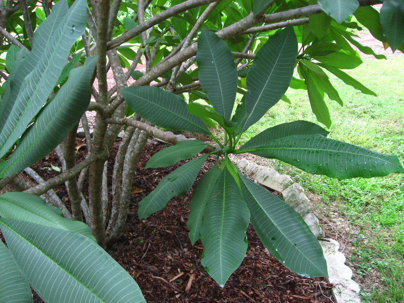USF-Botanical-Gardens-Tampa-FL-060