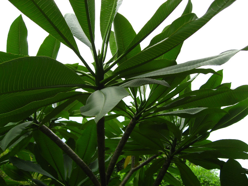 USF-Botanical-Gardens-Tampa-FL-061