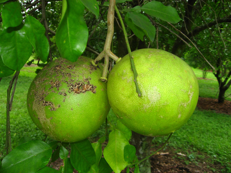 USF-Botanical-Gardens-Tampa-FL-063