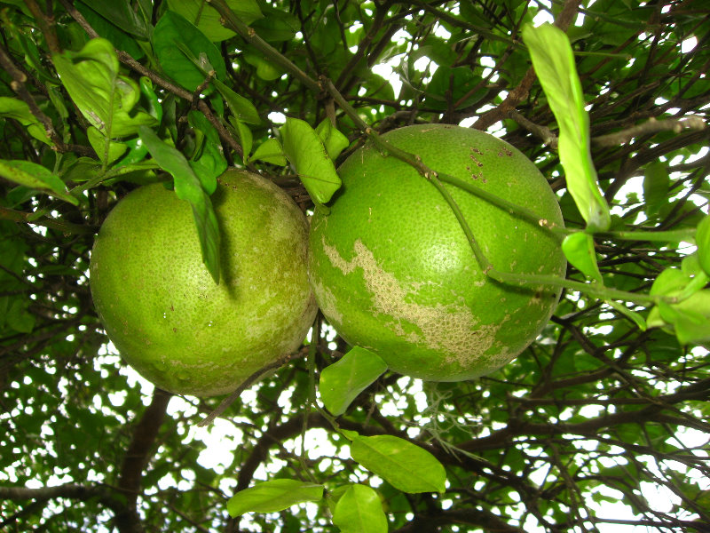 USF-Botanical-Gardens-Tampa-FL-064