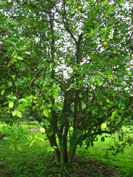 USF-Botanical-Gardens-Tampa-FL-065