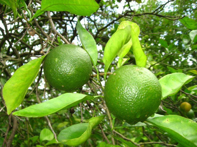 USF-Botanical-Gardens-Tampa-FL-066
