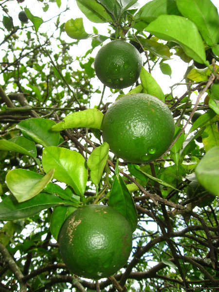 USF-Botanical-Gardens-Tampa-FL-067