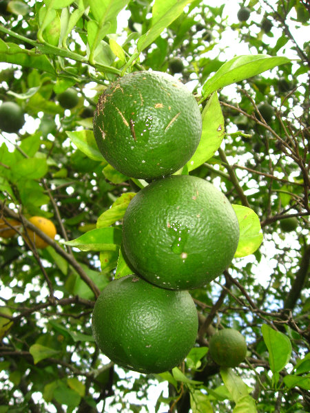 USF-Botanical-Gardens-Tampa-FL-068