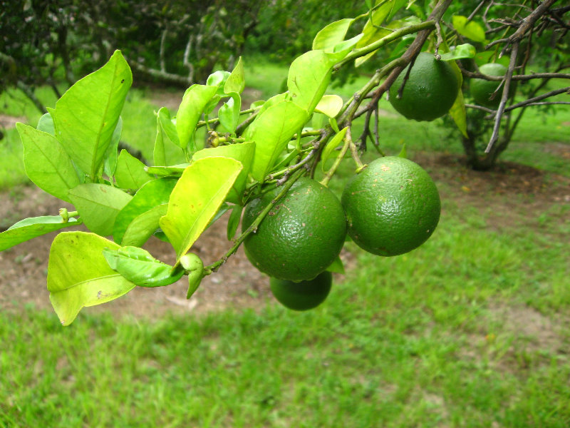 USF-Botanical-Gardens-Tampa-FL-069