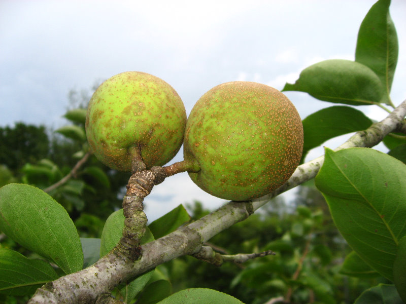 USF-Botanical-Gardens-Tampa-FL-070