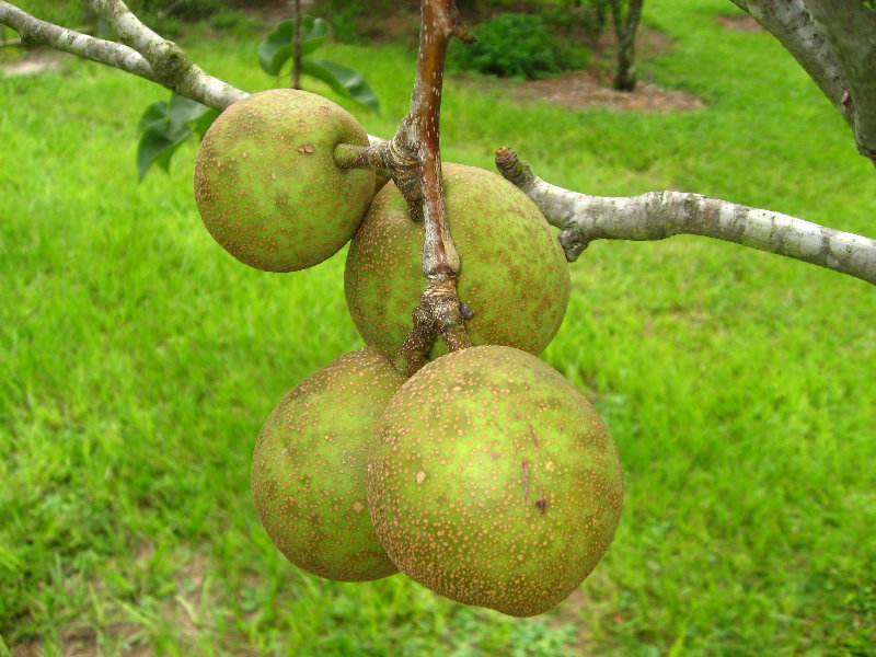 USF-Botanical-Gardens-Tampa-FL-071