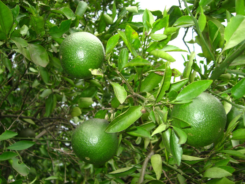 USF-Botanical-Gardens-Tampa-FL-072