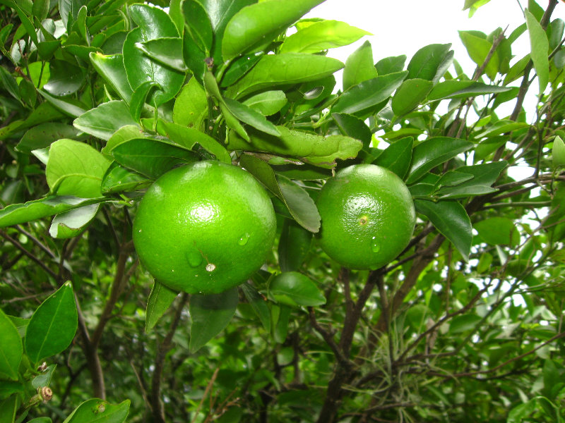 USF-Botanical-Gardens-Tampa-FL-073