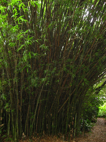 USF-Botanical-Gardens-Tampa-FL-077