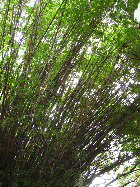 USF-Botanical-Gardens-Tampa-FL-078