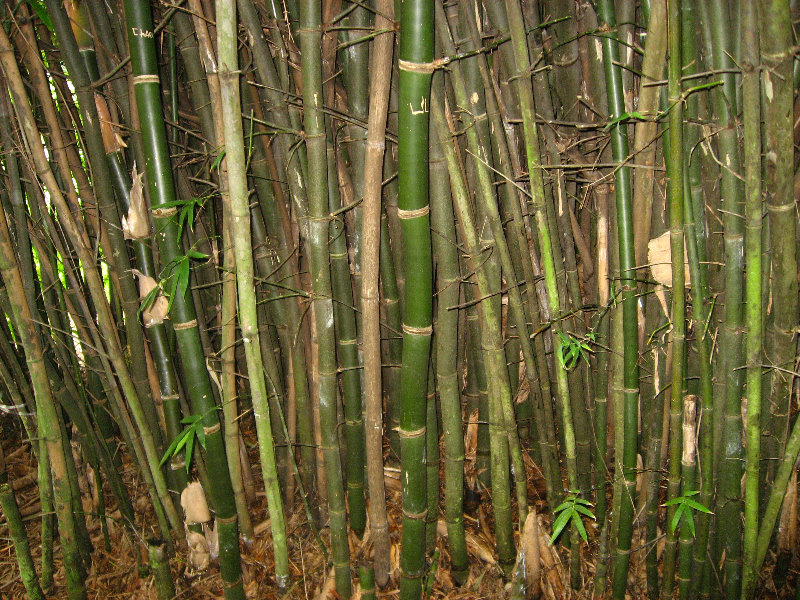 USF-Botanical-Gardens-Tampa-FL-079