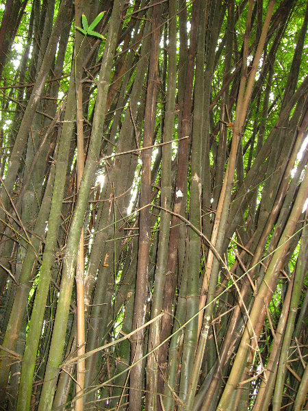 USF-Botanical-Gardens-Tampa-FL-080