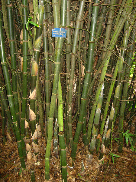 USF-Botanical-Gardens-Tampa-FL-081