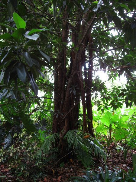 USF-Botanical-Gardens-Tampa-FL-083