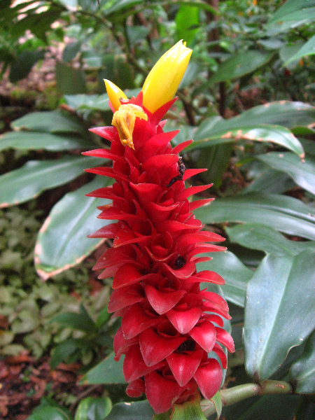 USF-Botanical-Gardens-Tampa-FL-084