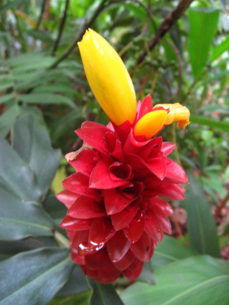 USF-Botanical-Gardens-Tampa-FL-085