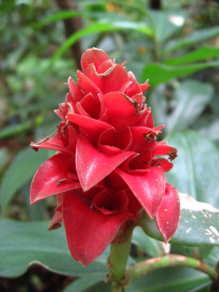 USF-Botanical-Gardens-Tampa-FL-086