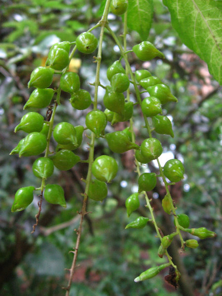 USF-Botanical-Gardens-Tampa-FL-088