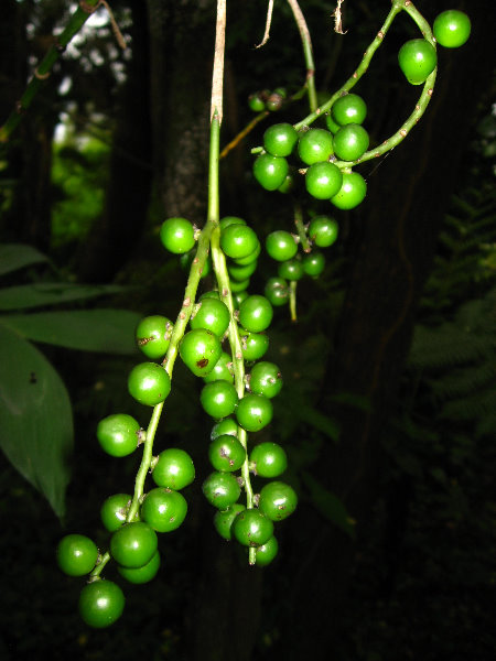 USF-Botanical-Gardens-Tampa-FL-089