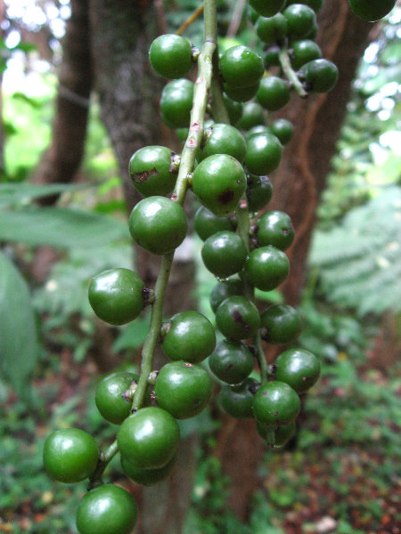 USF-Botanical-Gardens-Tampa-FL-090