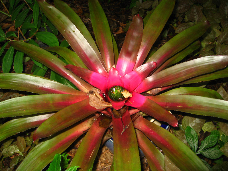 USF-Botanical-Gardens-Tampa-FL-095