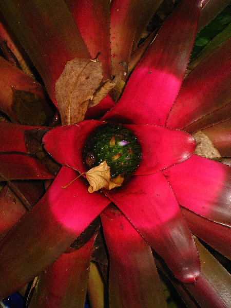 USF-Botanical-Gardens-Tampa-FL-096