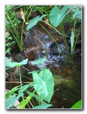 USF-Botanical-Gardens-Tampa-FL-049