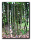 USF-Botanical-Gardens-Tampa-FL-052